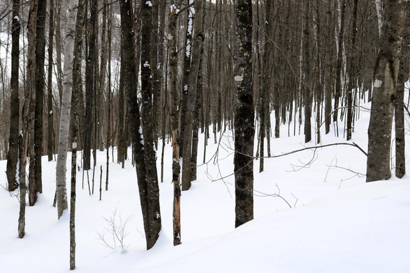 Photograph of a maple grove in winter, showing a multitude of very straight brown trunks, all roughly the same size, contrasting with the ground covered in very white snow, sloping from the top right to the bottom left. In the background, snow-covered hills can be glimpsed through the trees.

Photographie d'une érablière en hiver, avec une multitude de troncs bruns très droits et à peu près tous d'égale grosseur, contrastant avec le sol couvert de neige très blanche, en pente du haut à droite vers le bas à gauche. En arrière, des collines enneigées se devinent à travers les arbres.