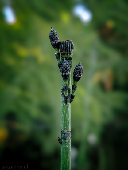 The reproductive structures of a Horsetail, a plant often described as a "living fossil" because its lineage dates back over 300 million years to the Paleozoic era. Unlike flowering plants, horsetails reproduce via spores rather than seeds.