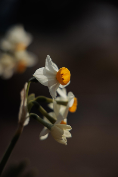 Close-up of delicate white and yellow daffodil flowers against a dark, blurred background.