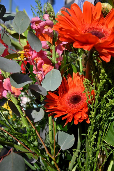 フラワースタンドのメインっぽい赤いガーベラ。茎の隙間からピンクのキンギョソウもチラホラと見えている。/ 2026.01.30 高倉小学校周辺から