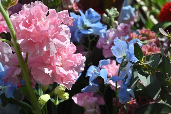 ピンクで八重咲きのストックと青いデルフィニウム。1枚目の写真のちょうど裏側を飾っていて、ガーベラがこっそり写り込んでいる。/ 2026.01.30 高倉小学校周辺から