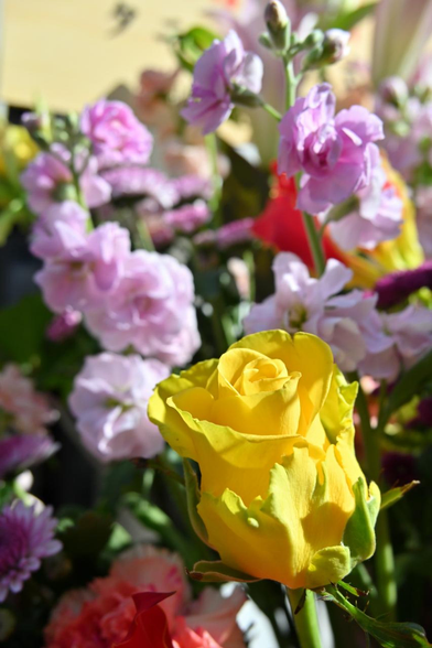 黄色のバラと、その奥に見える淡いラベンター色したストック。そのほか、スプレーマムっぽい花も見えている。/ 2026.01.30 高倉小学校周辺から