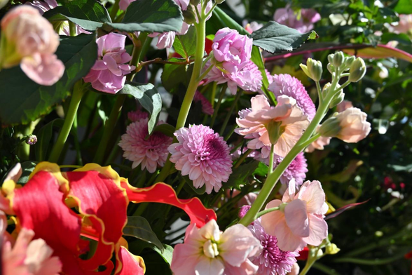 3枚目の写真の下部分にこっそり見えていたスプレーマムを中心にした写真。手前にグロリオサっぽい赤に黄色の縁をした花びらも見えている。/ 2026.01.30 高倉小学校周辺から