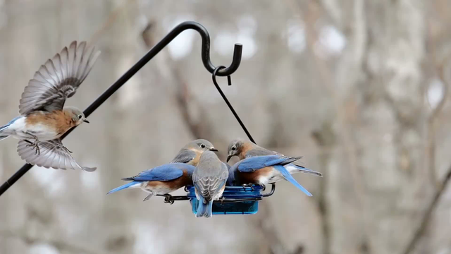 This short video shows perhaps a dozen bluebirds flying in and eating from a small hanging feeder.