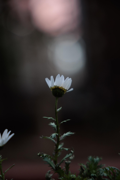 A close-up of a white flower with yellow tips, rising from a green stem against a softly blurred dark background.