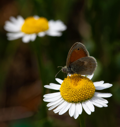 Motiv:
Ein kleiner braun-orangefarbener Schmetterling sitzt auf der gelben Mitte einer Margerite. Die weißen Blütenblätter rahmen ihn kreisförmig ein. Im Hintergrund ist eine weitere Margerite stark unscharf zu erkennen. (Kleines Wiesenvögelchen)

Stimmung & Wirkung:
Ruhig, sanft und sommerlich. Das Bild vermittelt einen stillen Moment, fast meditativ, als würde die Zeit kurz anhalten. Der Schmetterling wirkt zurückhaltend und verletzlich, was die Szene besonders feinfühlig macht.

Technische Details:
Nahaufnahme im Hochformat. Das Hauptmotiv ist leicht seitlich platziert, wodurch das Bild natürlich und nicht statisch wirkt. Der Hintergrund ist weich und harmonisch aufgelöst.

Farbe:
Warme, natürliche Farben. Das leuchtende Gelb der Blütenmitte steht im schönen Kontrast zu den weißen Blütenblättern und den gedeckten Braun- und Orangetönen des Schmetterlings. Der grün-braune Hintergrund unterstützt die Farbharmonie, ohne abzulenken.

Schärfentiefe:
Sehr geringe Schärfentiefe. Der Schmetterling und die vordere Margerite sind präzise scharf, während Vorder- und Hintergrund stark verschwimmen und eine angenehme Tiefe erzeugen.

Lichtverhältnisse:
Weiches, natürliches Sonnenlicht. Keine harten Schatten, sondern ein sanfter Lichtfall, der feine Details wie die Flügelstruktur und die Textur der Blütenmitte betont.