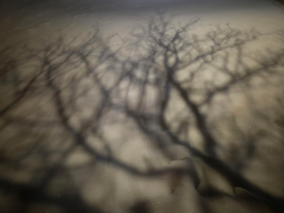Shadows of intertwined branches on snow. The image is blurred because the branches were moving in the wind.