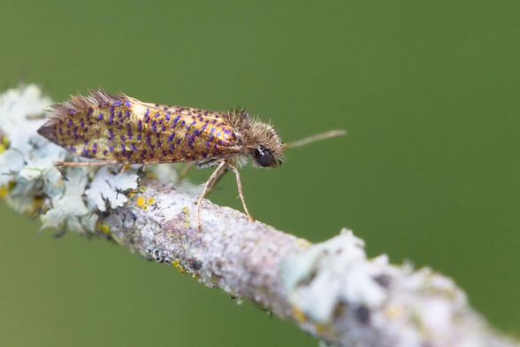 Micro papillon de la légende posé sur une branchette recouverte de lichen.
Vu de côté, il arbore une couleur dorée ponctuée de petits points violet métallique.