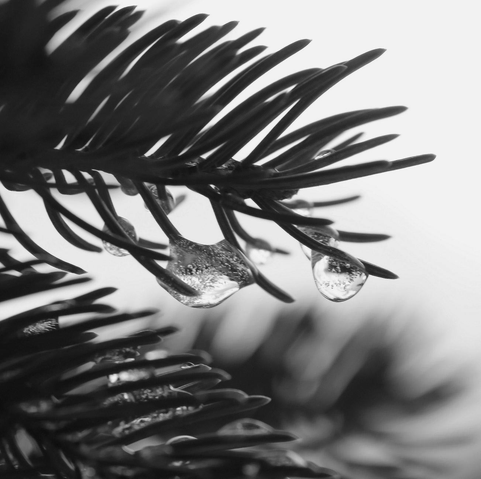 Black and white macro photograph of the tips of spruce shoots, with frozen water droplets through the needles, seen against the light.

Photographie macro en noir et blanc de l'extrémité de pousses d'épinettes, avec des gouttes d'eau gelées à travers les aiguilles, vues à contrejour.