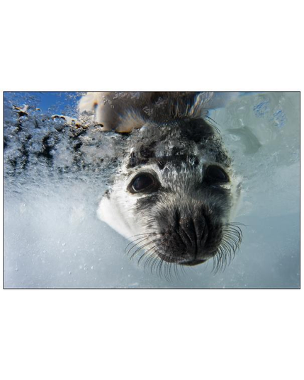 Color pic of the face of the animal under water.