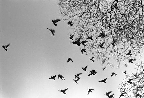 A black and white image of a flock of birds in flight against a softly lit sky, with branches of a tree appearing in the upper part of the frame.