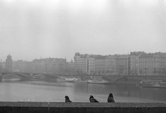 A grayscale image depicting three pigeons perched on a ledge overlooking a foggy river. In the background, blurred buildings and a bridge are visible, contributing to a serene yet melancholic atmosphere.