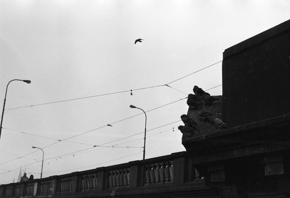 A black-and-white image of a bridge with several pigeons perched on its edge. Overhead wires stretch across the scene, and a bird is flying in the sky. Two figures can be seen at the far end of the bridge.