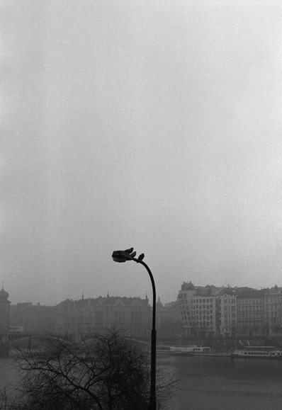 A foggy urban landscape featuring a river, buildings, and a bare tree. A streetlamp is in the foreground, with birds perched on it. The scene is captured in black and white, emphasizing the misty atmosphere.