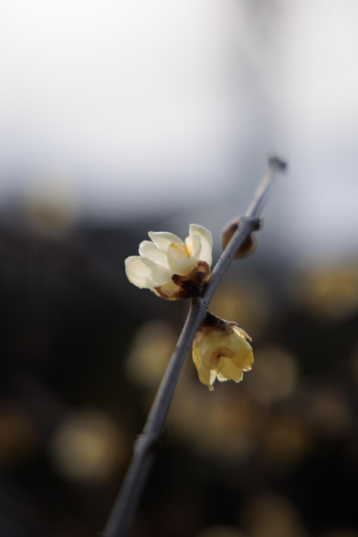 A close-up of delicate yellow flowers blooming on a slender branch, set against a softly blurred background.