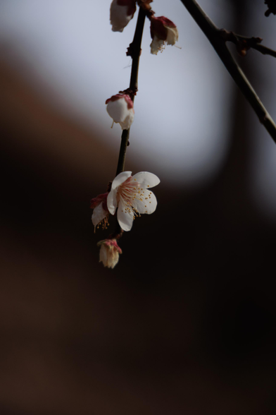 A close-up of a delicate white Ume flower with pink accents, hanging from a slender branch against a soft, blurred background.