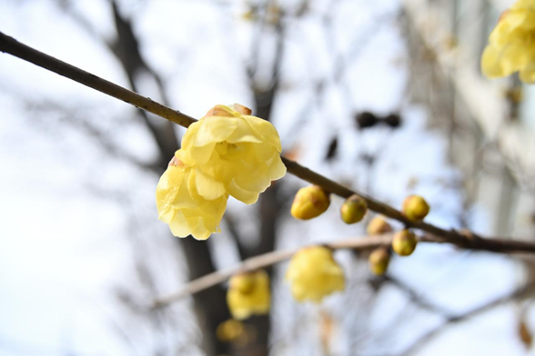 ソシンロウバイが咲き始めている。けど、まだつぼみが多め。/ 2026.02.06 御池通間之町通角あたりから