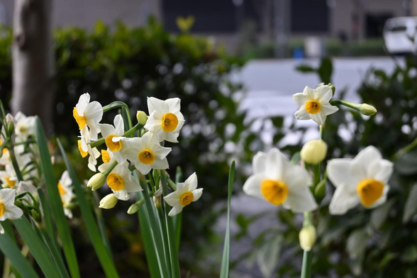 植栽スペースの生け垣に囲まれたスペースでスイセンが固まって咲いている。/ 2026.02.06 御池通両替町角あたりから