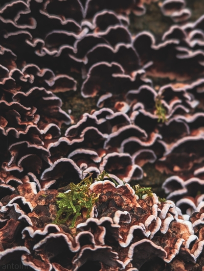 A shelf fungi growing in dense, overlapping layers on a tree trunk. In the foreground, small tufts of vibrant green moss provide a sharp color contrast, adding a sense of life to the scene.