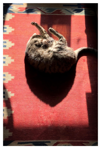 A view looking almost directly downward at my gray tabby cat Max (fondly remembered), curled up on a reddish brown carpet, in a patch of sunlight that streams in from an unseen window beyond the top of the photo. Max’s face is hidden as he hugs one of his hind legs with his forepaws. Sunlight throws a long shadow of his curved back onto the carpet behind him (visually below him, for the viewer). The sunlit area is framed by shadow, partly obscuring the carpet’s border of geometric patterns. We can also see the fainter shadow of a transparent container pushing in at the top of the image.