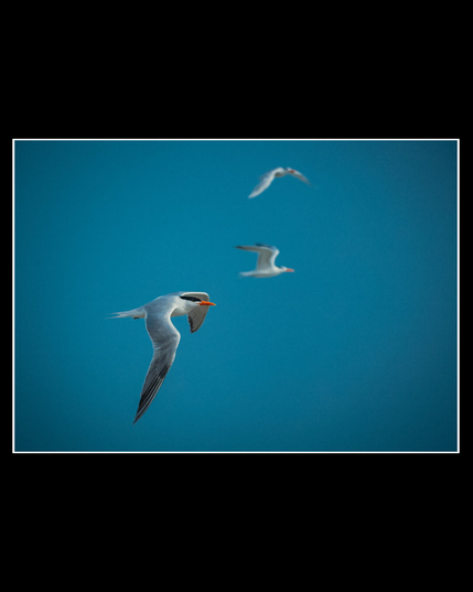 Three white birds flying across a clear blue sky, captured at slightly different moments of the same motion, creating a visual repetition of wing positions.
