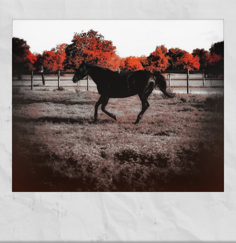 A color photo showing a black horse running in a field. Trees with red autumn colors are in the background. Framed in white.