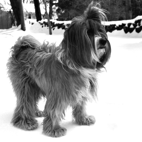 A medium-sized dog, profusely coated, of powerful build, and square in proportion stands in the snow. His large, flat, snowshoe feet allow him to remain on the snow's surface crust.