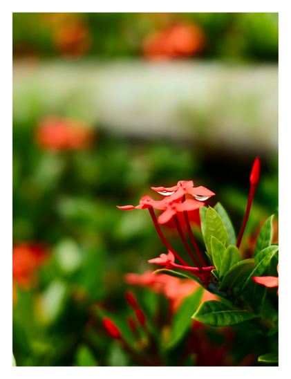 A cluster of vibrant red flowers, featuring tiny water droplets resting on the petals. - Google Gemini 3 Pro Preview