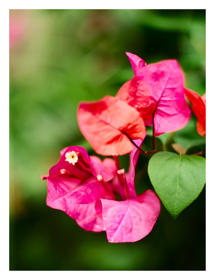 Close-up photograph of vibrant pink and reddish-orange Bougainvillea flowers. The papery bracts are clustered together with a single green leaf on the right, all set against a soft, blurred green background. A tiny white flower is visible in the center of the pink blooms. - Google Gemini 3 Pro Preview