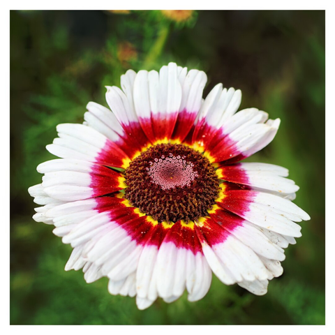 This image showcases a close-up view of a vibrant flower in full bloom. The flower features delicate white petals with striking red and yellow accents radiating from its dark brown centre. The petals are arranged symmetrically, creating a visually appealing contrast of colours. The background is softly blurred, highlighting the flower’s vivid details and making it the focal point of the image.