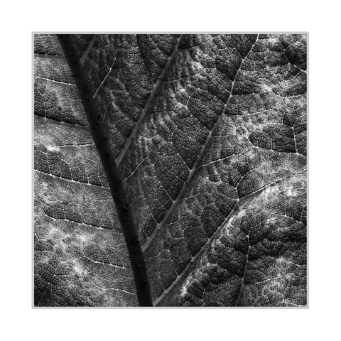 Square black-and-white photograph. The image is a close-up of a large leaf filling the frame, showing a dense network of veins and textured cells. A thick dark stem runs diagonally from the upper left toward the lower center, while lighter main veins branch outward into finer lines, forming segmented panels of varying brightness and tone across the surface.