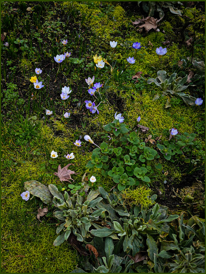 A variety of very tiny crocus blossoms dot this border, in colors ranging from pale yellow to  pale pink to shades of blue and purple. The border is full of emerging green plants. It is carpeted with green moss. There are a few dry brown leaves as well, to remind us of seasons past.