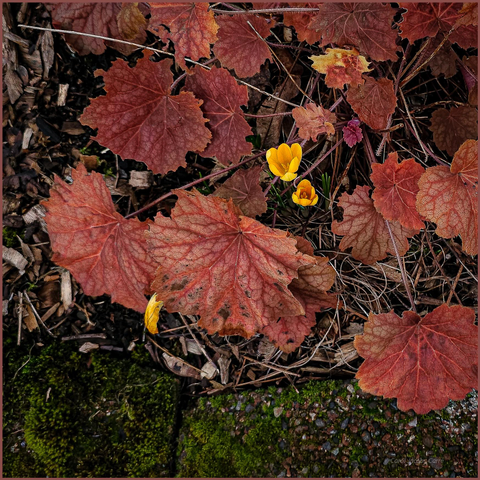 Two bright yellow crocuses pop up amid a display of velvety looking orangey pink heuchera leaves. The heuchera leaves are rounded and nicely veined.  Mossy rocks trim the border. The color contrasts are interesting.