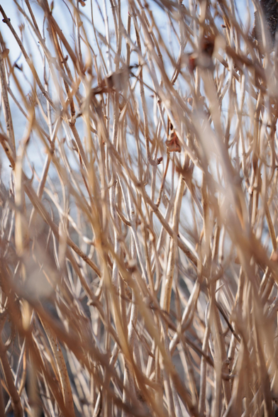 Close-up of dry, slender branches intertwined against a pale blue sky.