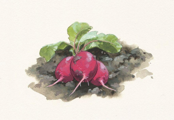 a traditional painting of pink radishes