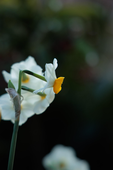A close-up of a delicate white flower with a bright yellow center, set against a blurred green and dark background.