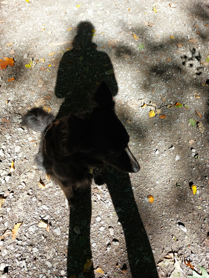 A person's long shadow. A black dog sits in the middle of the shadow. Only the tip of its nose and tail protrude beyond the shadow on the right and left. The ground is a path covered with small stones, pebbles and scattered colourful autumn leaves. On the right, the shadows of a tree or shrub dance across the ground. We see two beings in one.