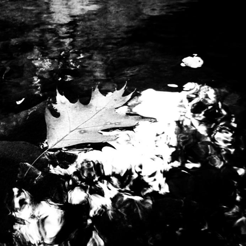 An oak leaf floats atop the water in a stream in this high contrast black and white image.