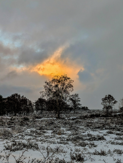 A cold, wintry landscape with a dramatic burst of warm light. 

The foreground and midground feature a snow-dusted heath. Low-lying shrubs and patches of grass peek through a thin layer of crisp white snow, creating a textured, dappled pattern across the ground. 

The most compelling element is the vivid sunset highlighting a heavy, overcast sky.