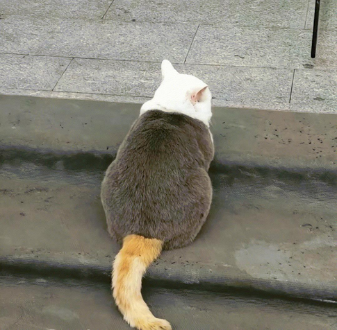 chat de trois couleurs (vraisemblablement un calico ou tortie dilué avec des marques pie – blanc dominant sur la tête, corps gris-bleu, pointe de queue orangée)