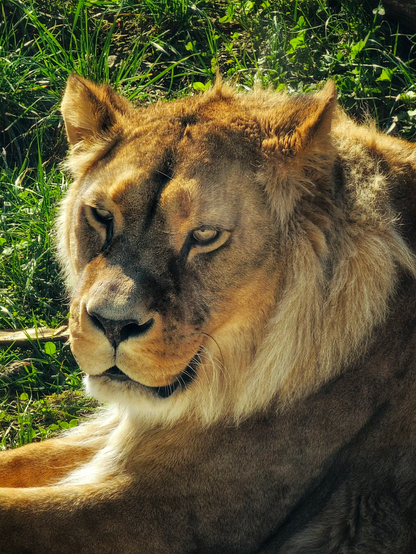 A close-up, high-angle shot of a male lion lying down on green grass. The lion's fur is golden-brown, illuminated by bright sunlight coming from the left, which casts deep shadows across the right side of his face. He has a thick, textured mane and is looking slightly to the left with piercing, amber-coloured eyes. The background is filled with lush green grass and clover, creating a natural, peaceful atmosphere.