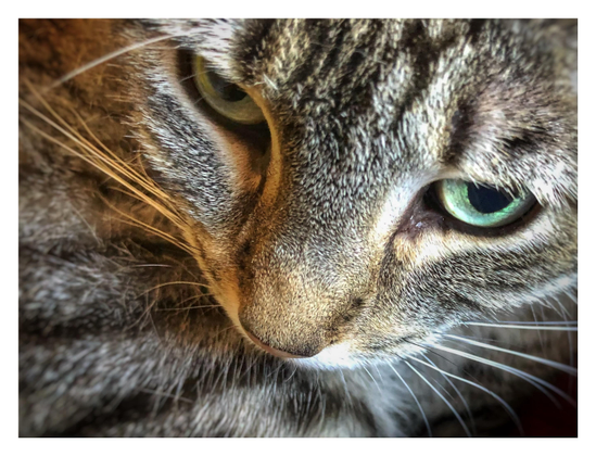 My gray tabby cat Max, fondly remembered. A closeup of his face as he looks down and to the left, tucking his chin into his shoulder as he reclines. The image emphasizes his green eyes, long whiskers, striped markings, and the fine texture of the fur above his nose.