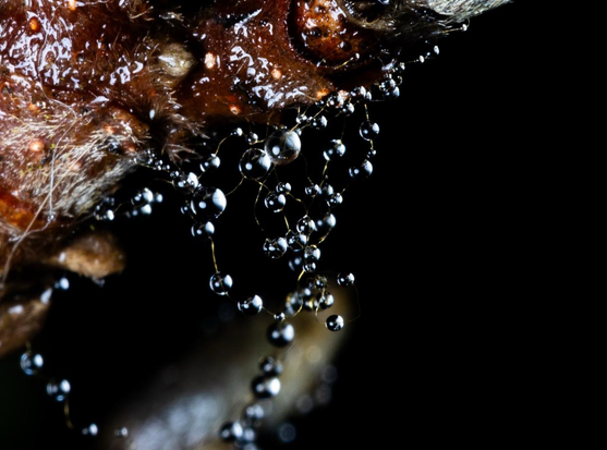 A photo of the edge and underside of a branch. It is brown and black and glowing slick with water. There is a spider web hanging from the branch.  It’s a wet morning so there are twenty or so drops of water hanging from the web, but because of the dark light the web is invisible and it looks like the drops of water are floating in space. 