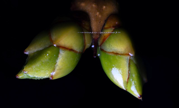 Macro photo detail of two green buds on the end of a branch waiting in the cold winter to bloom into leaves. Connecting the two buds is one single strand of spider web. The strand is covered with tiny perfectly round drops of water. 