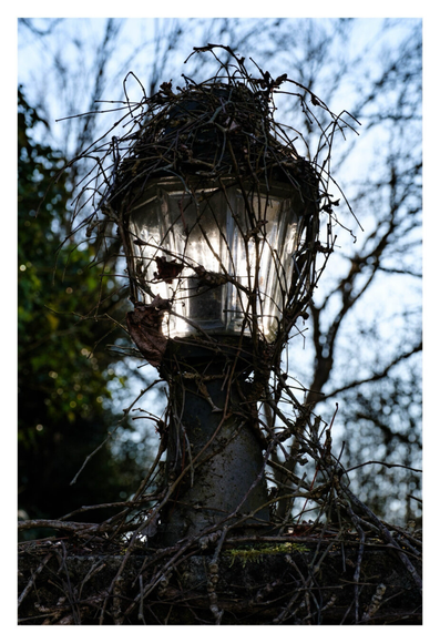 Foto im Hochformat. Eine Laterne mit elektrischem Licht auf einer Mauer. Die Lampe ist mit kahlen dünnen Ästen zugewuchert. Es ist tagsüber, die Lampe ist aus, aber die Sonne ist direkt hinter der Lampe. So sieht es aus, als ob sie an wäre.