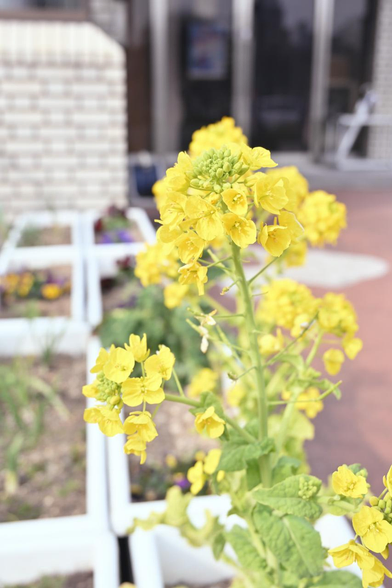 玄関先に並ぶプランターの一つで菜の花が咲いている。/ 2026.02.06 中京消防署から