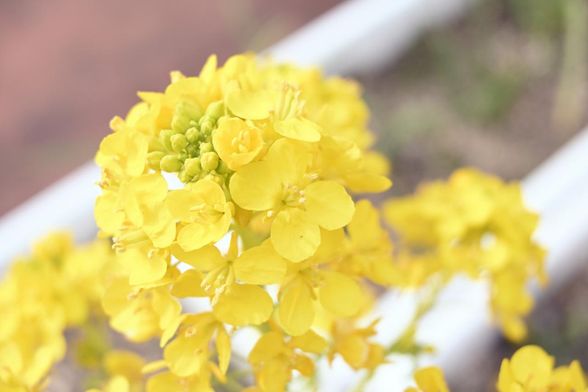 菜の花のクローズアップ。/ 2026.02.06 中京消防署から