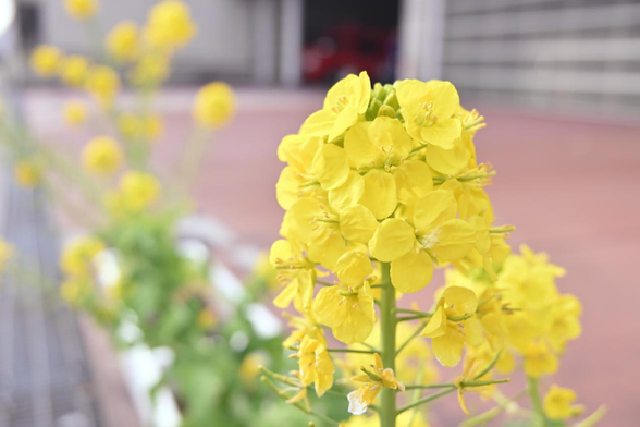 堀川通の歩道沿いにプランターが並んでいて、それぞれで菜の花が咲いている。/ 2026.02.06 中京消防局から
