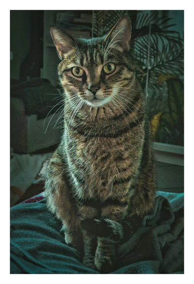 A photograph of a tabby cat (Filippo/Pippo) with green eyes, sitting on a blue blanket in a dimly lit room. His fur is striped with dark and light brown. Background includes a potted plant with green leaves and a partially visible chair with a dark green cushion. His ears are upright.