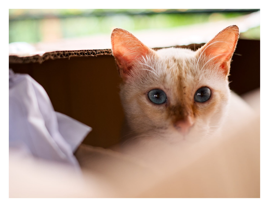 A light-colored cat with orange ears and striking blue eyes peeking out from inside a cardboard box. The foreground is slightly blurred, focusing attention on the cat's attentive face.
